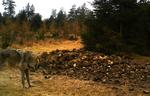 ROVDYR. En fotofælde har skudt et billede af en ulv. Det kan være den, der har været på besøg hos en midtjysk fåreavler. 