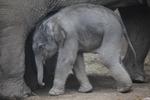 SENSATIONELT. Zoo's nyfødte elefantunge navngives inden for den kommende måned. 
