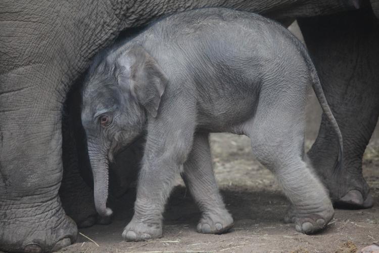 SENSATIONELT. Zoo's nyfødte elefantunge navngives inden for den kommende måned. 