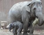 SENSATIONELT. For første gang i Zoo's historie er en elefant blevet født i flokken. Det betyder, at elefanten bedre kan accepteres af flokken. 