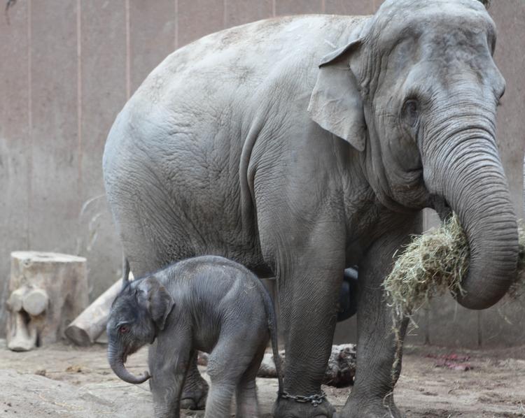 SENSATIONELT. For første gang i Zoo's historie er en elefant blevet født i flokken. Det betyder, at elefanten bedre kan accepteres af flokken. 