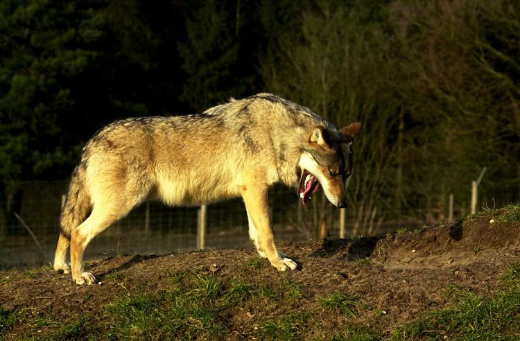 Ulv. I musikvideoen til nummeret 'Thriller' af Michael Jackson bliver den verdenskendte musiker til en varulv. 