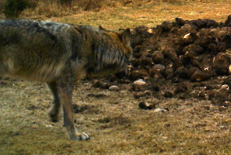 Ulv? Naturhistorisk Museum lagde for nyligt dette billede ud af den formodede ulv. Billedet er taget af et automatisk vildtkamera - nærmest en fotofælde. 