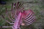 KADAVER. En medarbejder fra Naturhistorisk Museum har fundet et krondyrkadaver, som kan være et af ulvens bytter. 