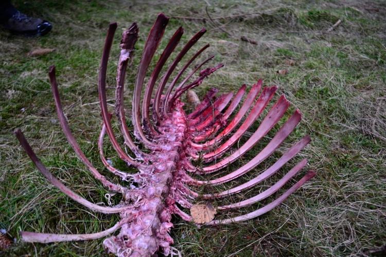 KADAVER. En medarbejder fra Naturhistorisk Museum har fundet et krondyrkadaver, som kan være et af ulvens bytter. 