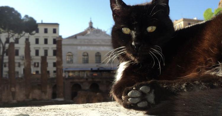 Kattejammerrock. Kattemødrene ved Torre Argentina har ingen planer om at forlade dyrene. 