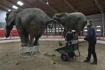 Stort. Normalt må danskerne i cirkus eller zoo for at se elefanter, men det kan komme til at ændre sig. 