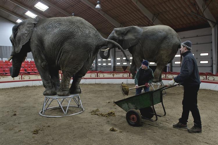 Stort. Normalt må danskerne i cirkus eller zoo for at se elefanter, men det kan komme til at ændre sig. 