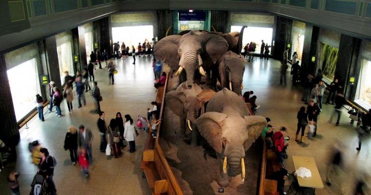 Bud. Er Natural History Museum i New York USA's bedste museum? 