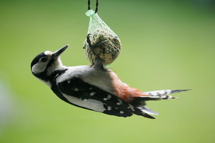 Gryn. Kan man fodre fuglene med havregryn? Læser spørger Søren Ryge. 