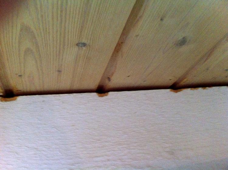 Finthakket. Mus har ikke brug for meget plads for at færdes mellem væg og loft.  Privatfoto 