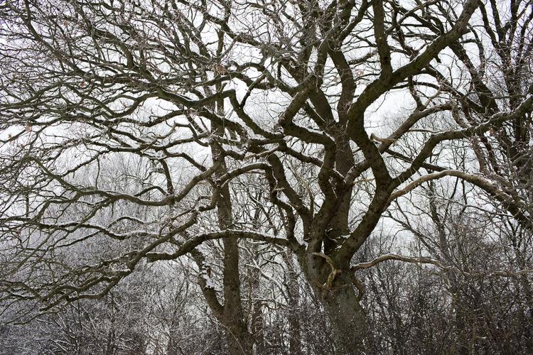 Vinteren er vendt tilbage til Danmark efter et par dage med lune temperaturer og sol. Først i slutningen af måneden, ser det ud til at foråret vender tilbage. (arkivbillede) 