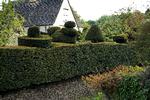 Klippekunst. Hvis man planter en hæk af taks og venter 50 år, kan det komme til at se sådan ud. Den er fotograferet et sted i Cotswolds i England. En ribeshæk kan det samme på 10 år, men er ikke stedsegrøn. 