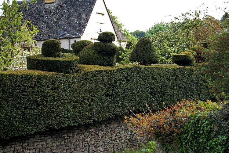 Klippekunst. Hvis man planter en hæk af taks og venter 50 år, kan det komme til at se sådan ud. Den er fotograferet et sted i Cotswolds i England. En ribeshæk kan det samme på 10 år, men er ikke stedsegrøn. 