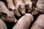 LÆGEFRYGT. Brugen af antibiotika i landbruget er alarmerende, advarer dansk ekspert, der vil forbeholde de vigtige lægemidler til mennesker. 
