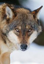 Ulv. Det vil udløse erstatning til landmanden, hvis ulven spise danske tamdyr, siger Ida Auken. 