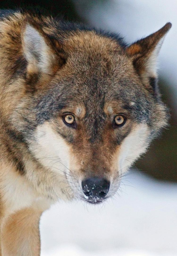 Ulv. Det vil udløse erstatning til landmanden, hvis ulven spise danske tamdyr, siger Ida Auken. 