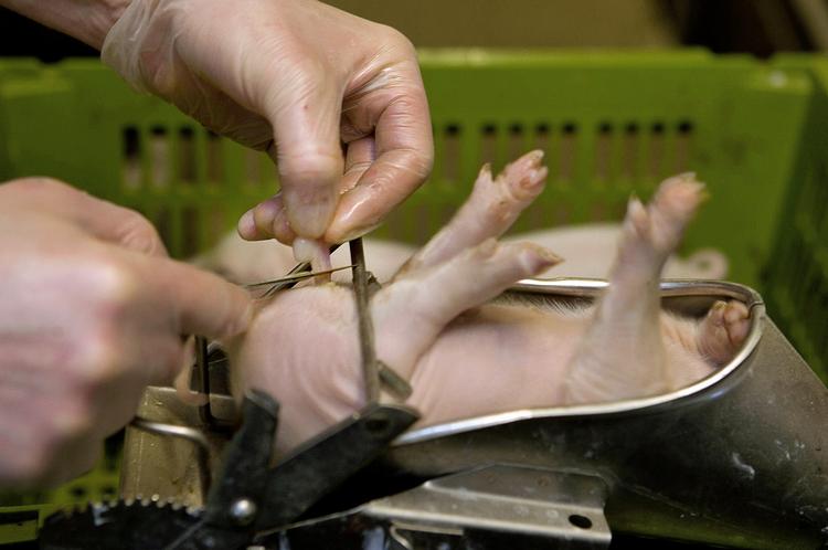 Svineproduktion. Landbruget mener ikke, at det er muligt at overholde et påbud fra Justitsministeriet om at holde op med at kastrere smågrise  i løbet af 2014. 
