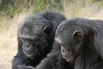 Chimpanser-viden_24-03-2013_K1G7OSF.jpg