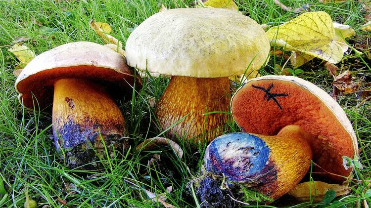 Svampeliv. Netstokket indigo-rørhat smager fantastisk tilberedt. 