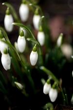 Foråret tager til - men det bliver ikke så varmt som normalt for april, siger DMI. 