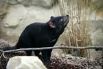 Barselsgave. Københavns zoologiske have er den eneste i Europa, der kan fremvise tasmanske pungdjævle. Dyrene var en barselsgave til kronprinseparret fra Australien. 