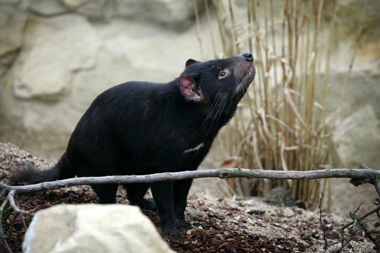 Barselsgave. Københavns zoologiske have er den eneste i Europa, der kan fremvise tasmanske pungdjævle. Dyrene var en barselsgave til kronprinseparret fra Australien. 