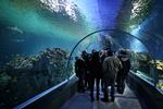 ENTRÉ. Besøgstallet for Den Blå Planet i de første 11 dage er oversvømmende højt - 75.800 mennesker lagde vejen forbi Danmarks nye akvarium. 