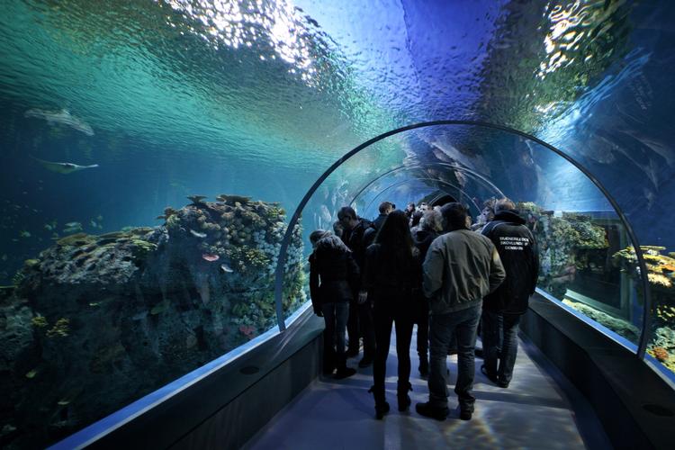 ENTRÉ. Besøgstallet for Den Blå Planet i de første 11 dage er oversvømmende højt - 75.800 mennesker lagde vejen forbi Danmarks nye akvarium. 