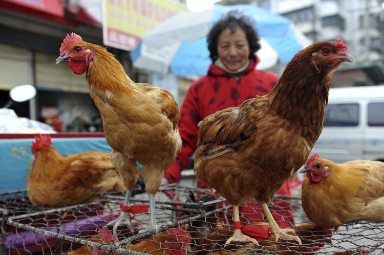 Masseslagtning. Kina masseslagtede i går fjerkræ fra et marked, efter man fandt duer smittede med den nye fugleinfluenza H7N9. 