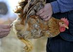 SMITTE. Der er ikke tegn på, at den nye fugleinfluenzatype H7N9 smitter mellem mennesker. 