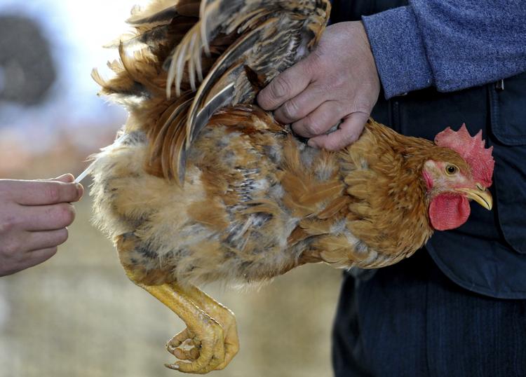 SMITTE. Der er ikke tegn på, at den nye fugleinfluenzatype H7N9 smitter mellem mennesker. 