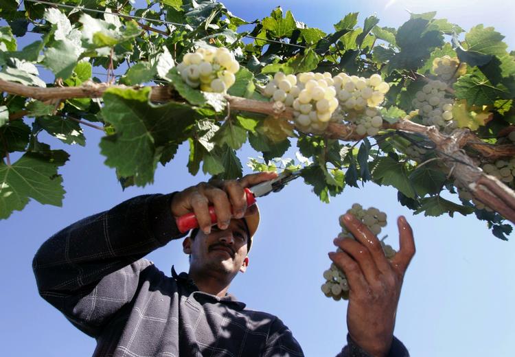 Billigt. Det er ikke supervin, men rieslingen fra ugens vintest er et fornuftigt køb. 
