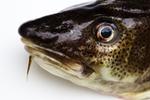 Fiskeføling. De fleste danskere skænker ikke bæredygtigheden en tanke, når det kommer til godbidder fra havet. De ved nemlig ikke, at der findes et miljømærke, der fortæller, hvornår fisken er bæredygtig. 