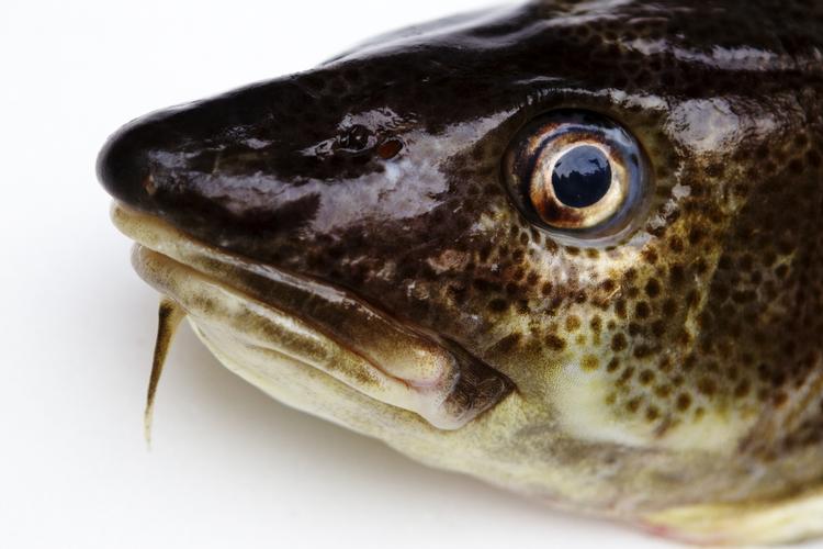 Fiskeføling. De fleste danskere skænker ikke bæredygtigheden en tanke, når det kommer til godbidder fra havet. De ved nemlig ikke, at der findes et miljømærke, der fortæller, hvornår fisken er bæredygtig. 