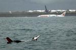 Internationalt. Vragrester lå spredt forskellige steder i havet efter gårsdagens flyulykke i Denpasar. 