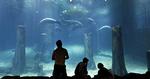 Undervandsnyt. I Singapores nye River Safari kan du få et kig under vandet til forskellige af verdens største floder. 
