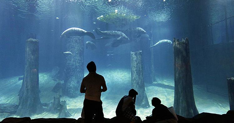 Undervandsnyt. I Singapores nye River Safari kan du få et kig under vandet til forskellige af verdens største floder. 