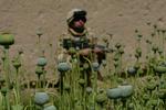 Fremtiden. Stigningen i opiumsproduktionen skyldes især økonomisk og politisk usikkerhed om fremtiden, når Nato forlader Afghanistan ved udgangen af 2014 