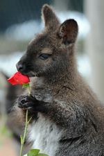 Euofori. Wallabies høje på opium, giver tasmanske landmænd grå hår i hovedet. 