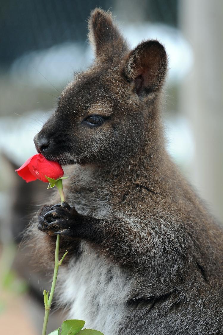 Euofori. Wallabies høje på opium, giver tasmanske landmænd grå hår i hovedet. 