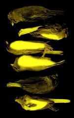 Faldne.  Fuglene bruges billedligt og lidt for tydeligt i Charlotte Weitzes roman. De livløse her er fra bogens forside. Omslagsgrafik: Alette Bertelsen 