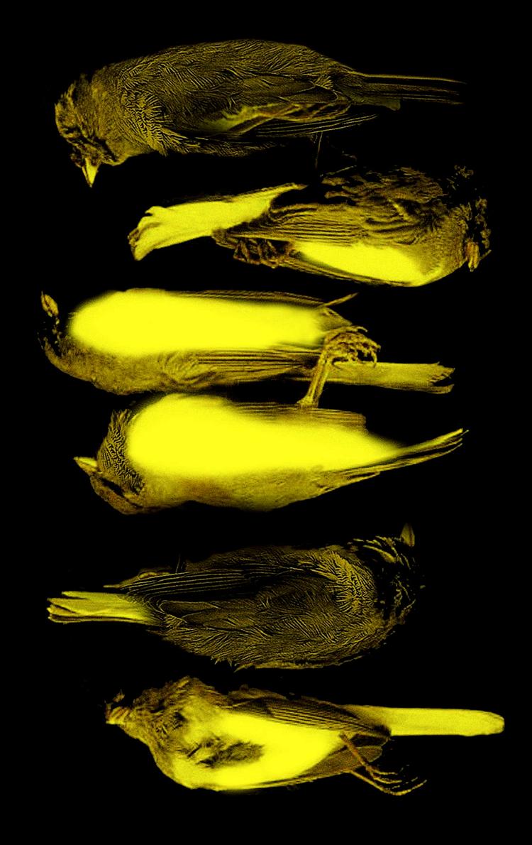 Faldne.  Fuglene bruges billedligt og lidt for tydeligt i Charlotte Weitzes roman. De livløse her er fra bogens forside. Omslagsgrafik: Alette Bertelsen 