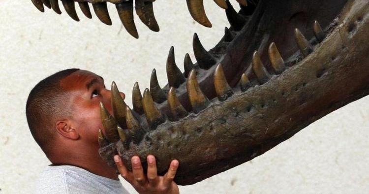 Sengepartner. På adskillige musseer verden over kan man tilbringe en nat - som f.eks. en tyrannosaurus rex 