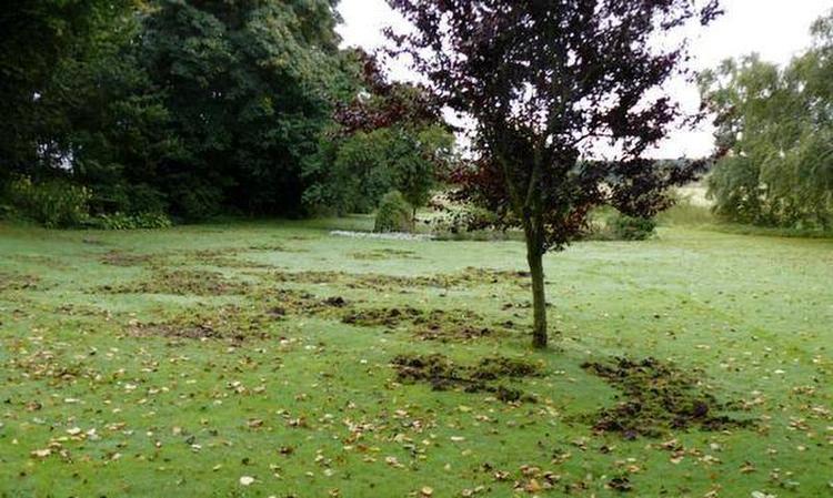 NATTEGÆST. Hvem er det mon, der har forvoldt al den skade på græsplænen på en enkelt nat? 