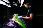 Muligheder. Ildsjælen Jakob Gjerullf har selv udviklet det system, der holder hans mikrogrøntsager i live. I USA er de bittesmå grøntsager en stor industri, og Gjerullf mener, at det er en effektiv og miljørigtig måde at optimere landbruget på. 