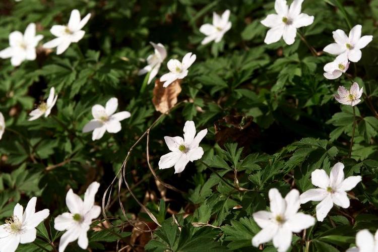 Anemoner. En læser foreslå at man kan plante anemoner i sin græsplæne. 