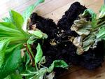 Advarsel. Da primulaer fra en sammenplantning skulle plantes ud, blev jordbunken åbnet og en bunke dræbersnegleæg kom frem. Privatfoto 