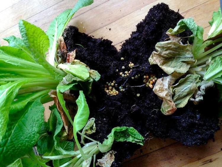 Advarsel. Da primulaer fra en sammenplantning skulle plantes ud, blev jordbunken åbnet og en bunke dræbersnegleæg kom frem. Privatfoto 