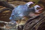 EFTERLYSNING. En af de to Mangarahara cichlider, der lever i Londons zoologiske have - og som haven gerne vil finde en mage til. 